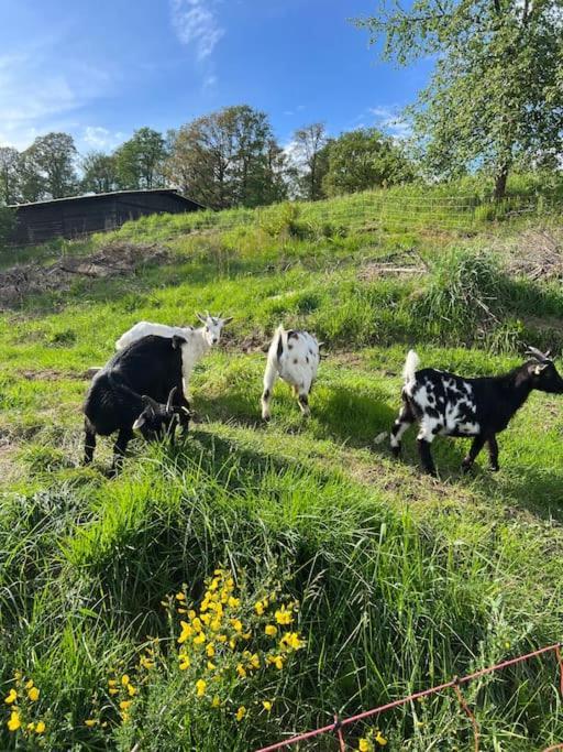 Bornhahn - Idylle Im Westerwald Katzwinkel (Sieg) Exterior foto