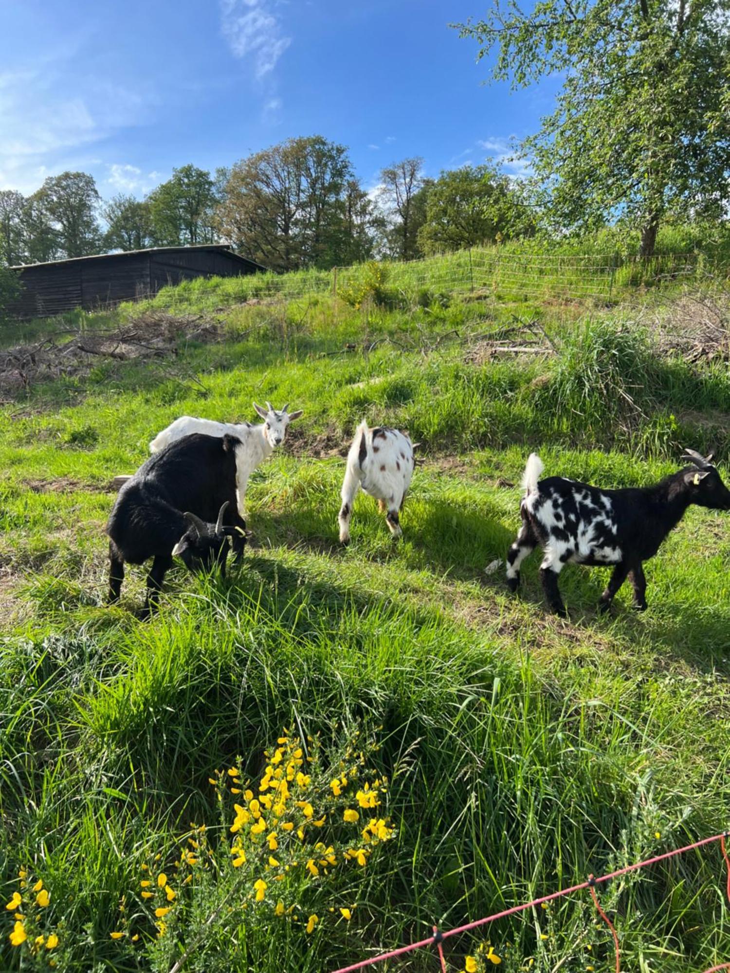 Bornhahn - Idylle Im Westerwald Katzwinkel (Sieg) Exterior foto